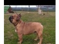 stallone-bulldog-francese-small-1