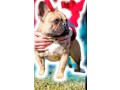 stallone-bulldog-francese-small-2