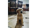 cuccioli-golden-retriever-small-3