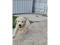 cuccioli-golden-retriever-small-1