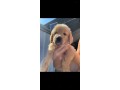 cuccioli-golden-retriever-small-4