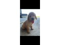 cuccioli-golden-retriever-small-0