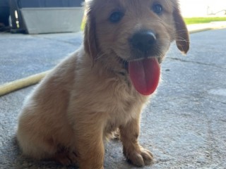 Cuccioli golden retriever