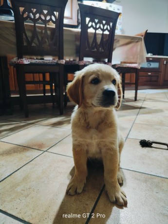 cuccioli-golden-retriever-big-3