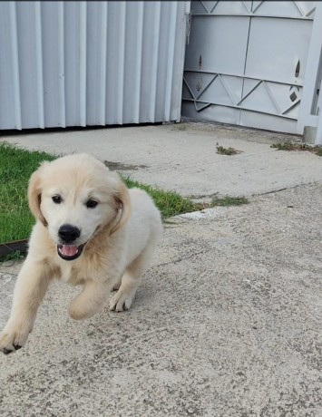 cuccioli-golden-retriever-big-1