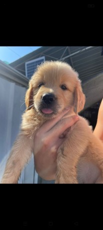 cuccioli-golden-retriever-big-4