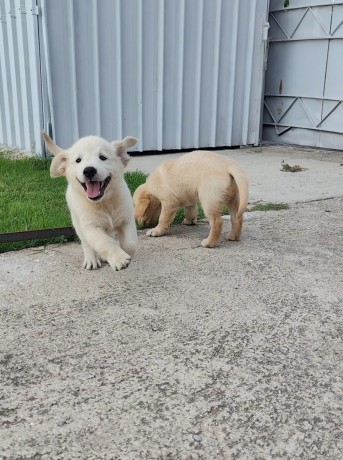 cuccioli-golden-retriever-big-2