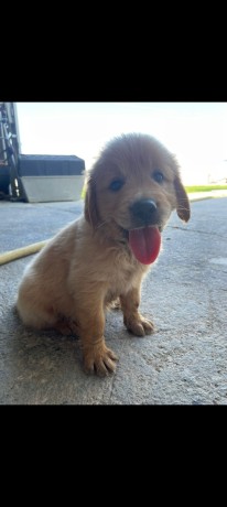 cuccioli-golden-retriever-big-0