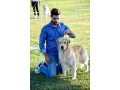 golden-retriever-americano-small-3