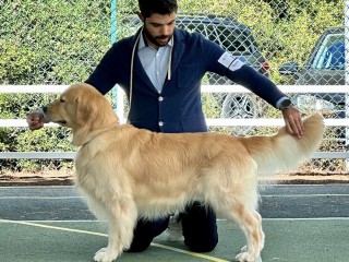 Golden Retriever Americano