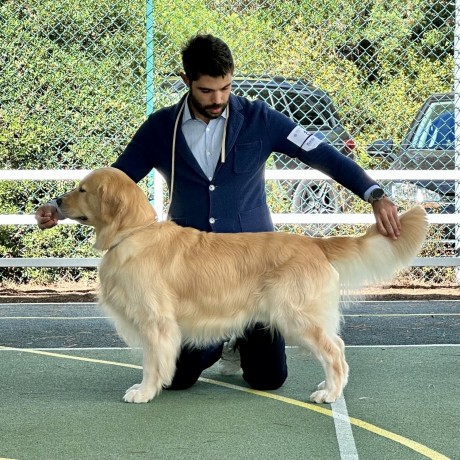 golden-retriever-americano-big-0