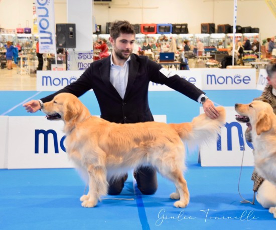 golden-retriever-americano-big-2