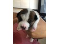 bellissimi-cuccioli-di-jack-russell-terrier-small-4