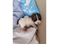 bellissimi-cuccioli-di-jack-russell-terrier-small-5