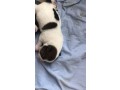 bellissimi-cuccioli-di-jack-russell-terrier-small-6