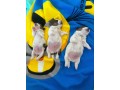 bellissimi-cuccioli-di-jack-russell-terrier-small-1