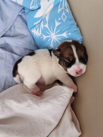 bellissimi-cuccioli-di-jack-russell-terrier-big-5