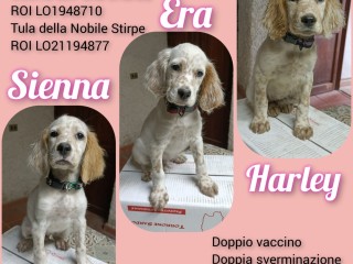 Setter Inglese