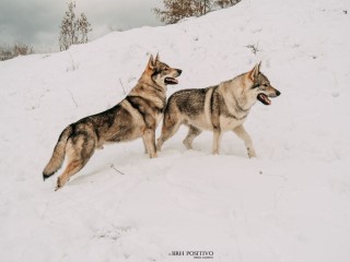 Cuccioli di Cane Lupo Cecoslovacco - Kennel ''The Legend of Wolf''