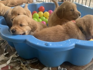 Cuccioli golden retriever inglesi