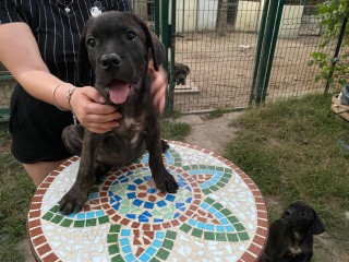 Cane corso