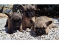 bouledogue-francesi-small-0