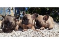 bouledogue-francesi-small-1