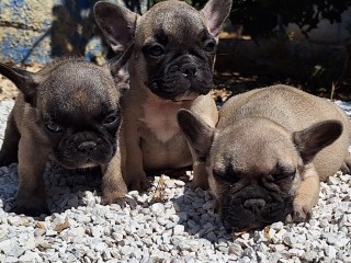 Bouledogue francesi