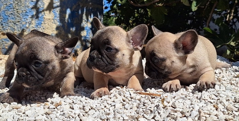 bouledogue-francesi-big-1