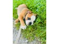 bulldog-inglese-small-1