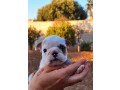 bulldog-inglese-small-3