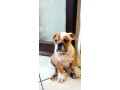 bulldog-inglese-small-0