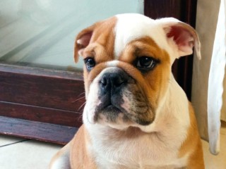 Bulldog inglese