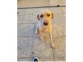 simil-labrador-small-2