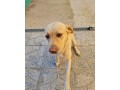 simil-labrador-small-0