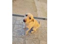 simil-labrador-small-1