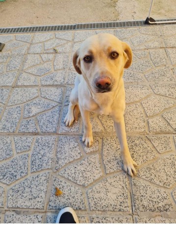 simil-labrador-big-2