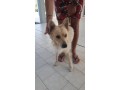 ciccio-cerca-adozione-small-4