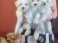 cuccioli-di-maltese-con-pedigree-enci-allevamentodeimaltesidelconte-small-0