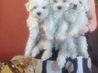 Cuccioli di Maltese con Pedigree Enci - Allevamentodeimaltesidelconte