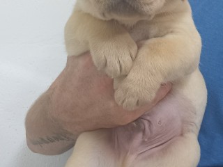 CUCCIOLI DI LABRADOR RETRIRVER