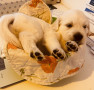 cuccioli-stupendi-di-golden-retriever-bianchi-small-1