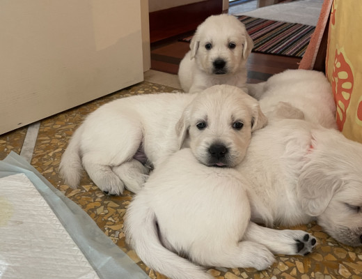 Cuccioli stupendi di Golden retriever bianchi