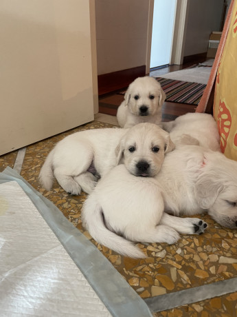 cuccioli-stupendi-di-golden-retriever-bianchi-big-0