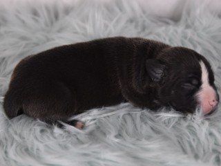 Cuccioli American Bully XL.