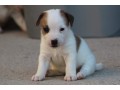 jack-russell-terrier-small-1