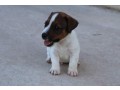 jack-russell-terrier-small-4