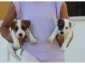 jack-russell-terrier-small-0