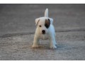 jack-russell-terrier-small-5