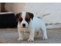 jack-russell-terrier-small-6